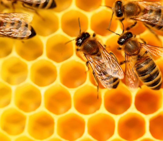 miel et neurotoxiques