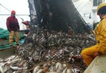 poissons menacés