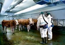 Des OGM dans l’alimentation alimentation animale OGM