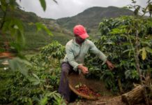 Réchauffement climatique, cultures et alimentation rechauffement adaptation cultures