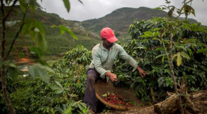 Réchauffement climatique, cultures et alimentation rechauffement adaptation cultures