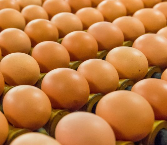oeufs santé cholestérol