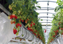 Tomates et fraises sous serres chauffées, ni écolo, ni bio serres chauffées