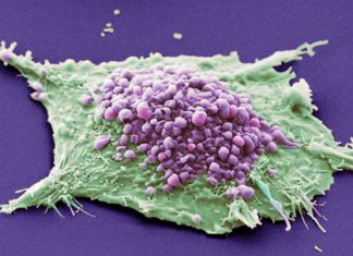 glyphosate et cancer