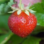 fraisier-mara-des-bois-ab-plant