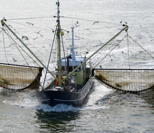 pêche électrique chalut