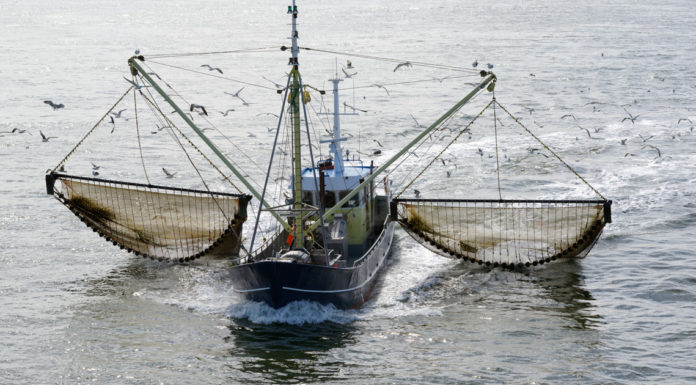pêche électrique chalut