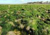 algues vertes elevage