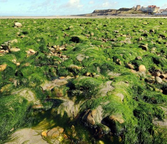 algues vertes elevage