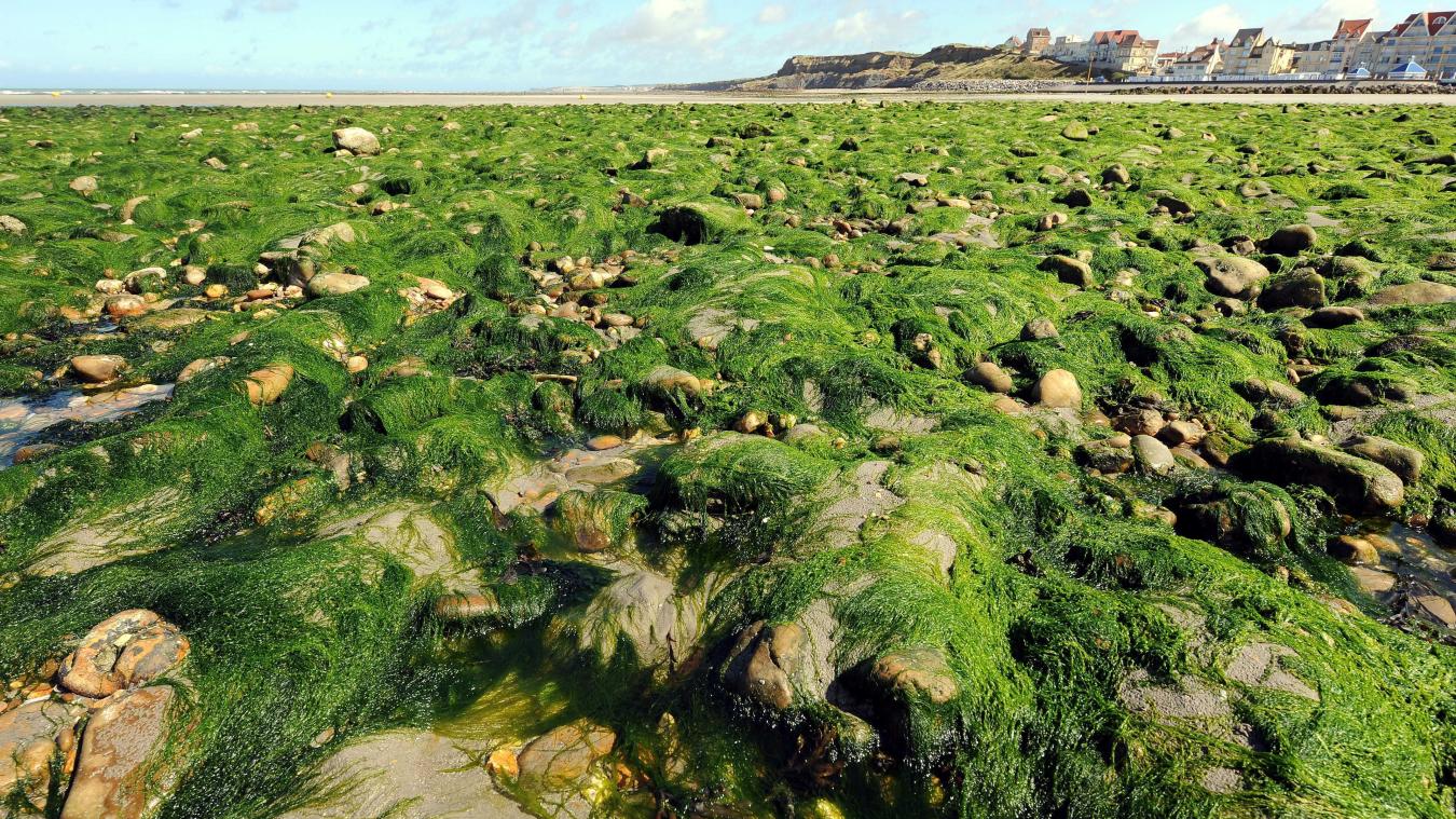 algues vertes Bretagne