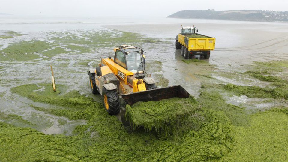 algues vertes Bretagne