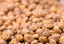 La noix tigrée, fripée mais nutritive noix tigree souchet