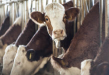 alimentation ruminants