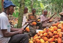 cacao labellisé