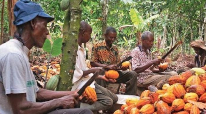 Le chocolat équitable, une petite portion cacao labellisé