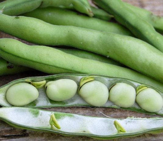 Six raisons de consommer des légumineuses legumineuses