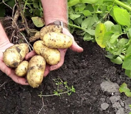 Pesticides, les Français très inquiets légumes pesticides