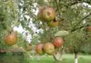 pommes variétés anciennes