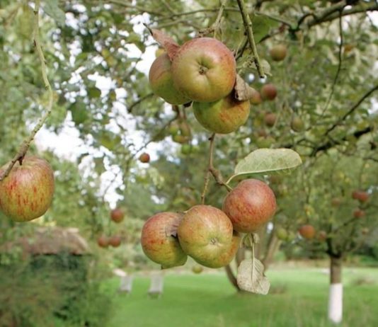 pommes variétés anciennes