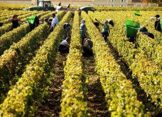 Les vins de Bordeaux et les pesticides Bordelais viticulture