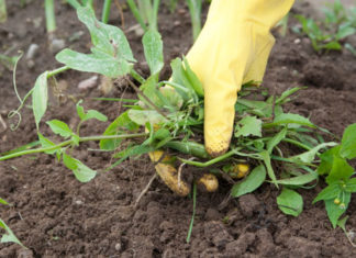 glyphosate ou desherbage main