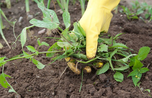 glyphosate ou desherbage main