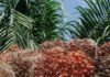 huile de palme biocarburant