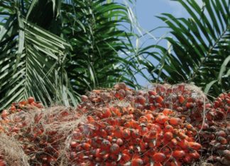 huile de palme biocarburant