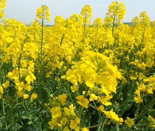 Tolérances aux herbicides : des plantes risquées colza plante modifiée