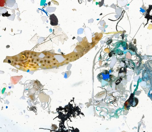 Perturbateurs endocriniens, femmes enceintes, nourrissons et enfants plastiques pollution santé