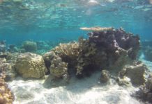 réchauffement acidification