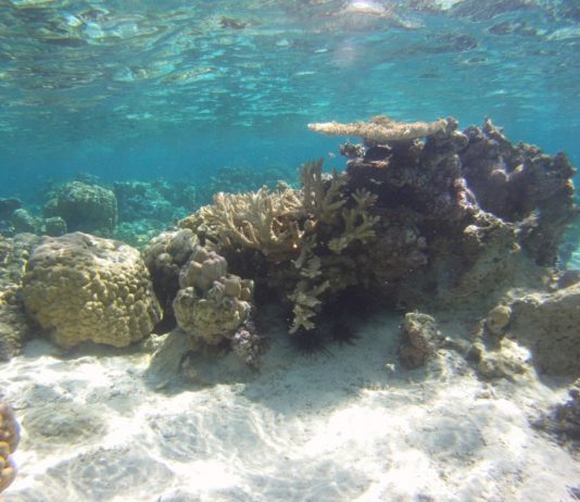 réchauffement acidification