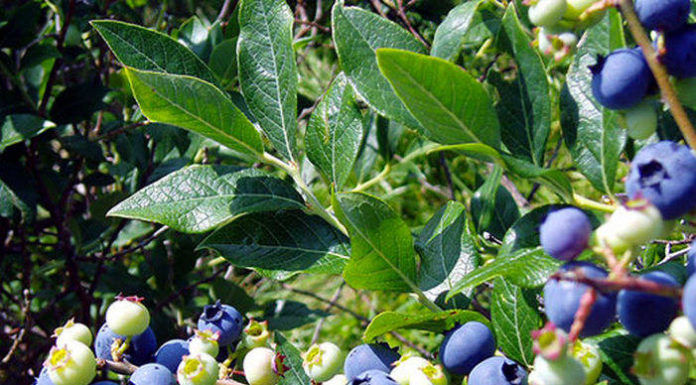 Les pouvoirs antioxydants des myrtilles myrtilles fruits rouges