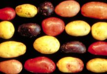 Des pommes de terre plus fortes que les parasites pomme de terre recherche