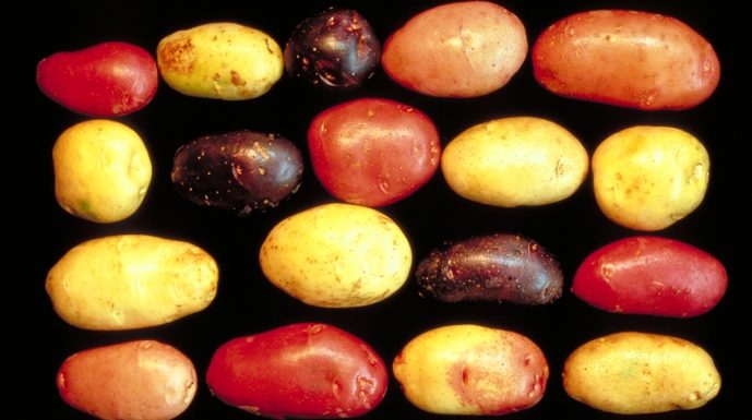 Des pommes de terre plus fortes que les parasites pomme de terre recherche