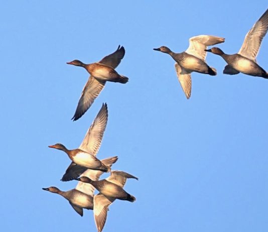 grippe aviaire risques