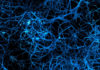neurotransmetteur neurones