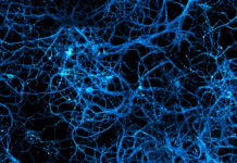 Le glutamate, un neurotransmetteur majeur neurotransmetteur neurones