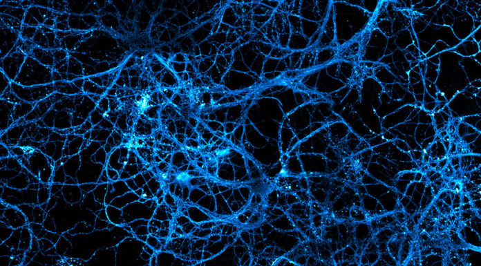 neurotransmetteur neurones