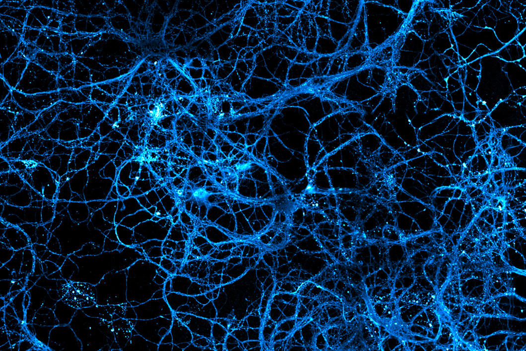 neurotransmetteur neurones