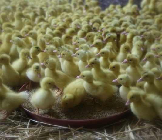 Les poussins broyés poussins broyés