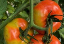 tomates