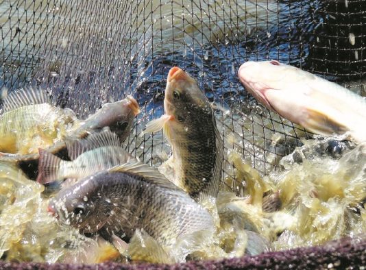 Tilapia, poisson mondial elevage tilapias