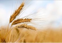 germe de blé