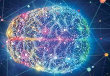 cerveau lipides dopamine