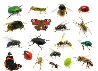 insectes pollinisateurs