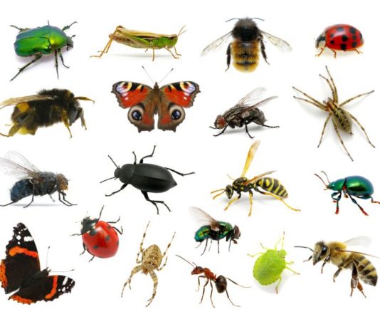La disparition des insectes, une catastrophe insectes pollinisateurs