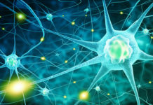 cerveau vieillissement neurones