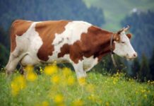 L’équilibre protéines animales – végétales protéines animales ou végétales