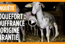 agneaux elevage maltraitance